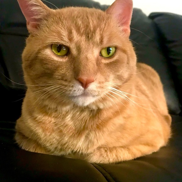 Meet your Posher, Jess - Picture 2 of 2